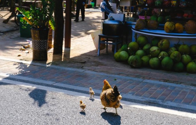 小鸡过马路各科老师的说法