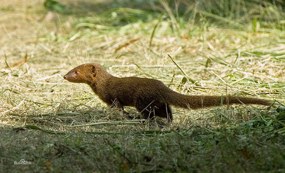 红颊獴的生活习性