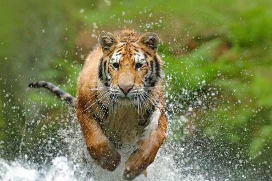 十二生肖排序年龄对照表