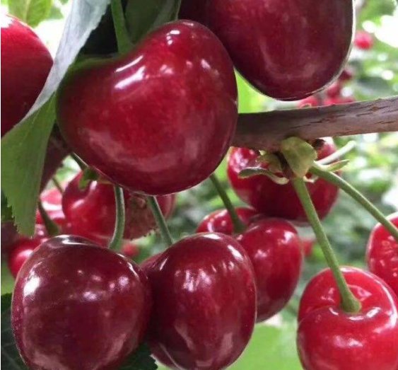 达贝妮樱桃的优缺点是什么？