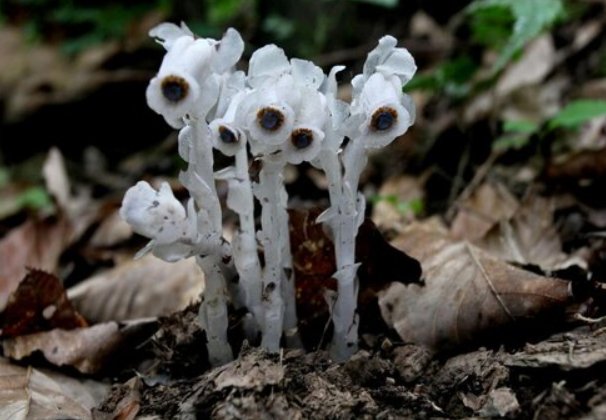 什么花花语是杀戮的