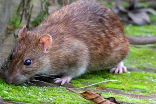 独树一帜的生肖