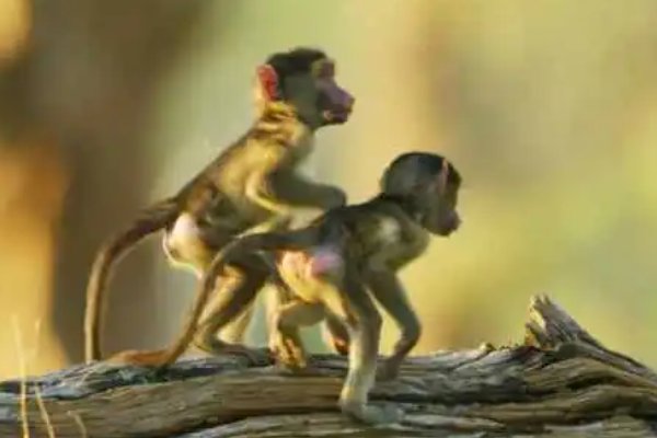 攀高枝打一准确生肖