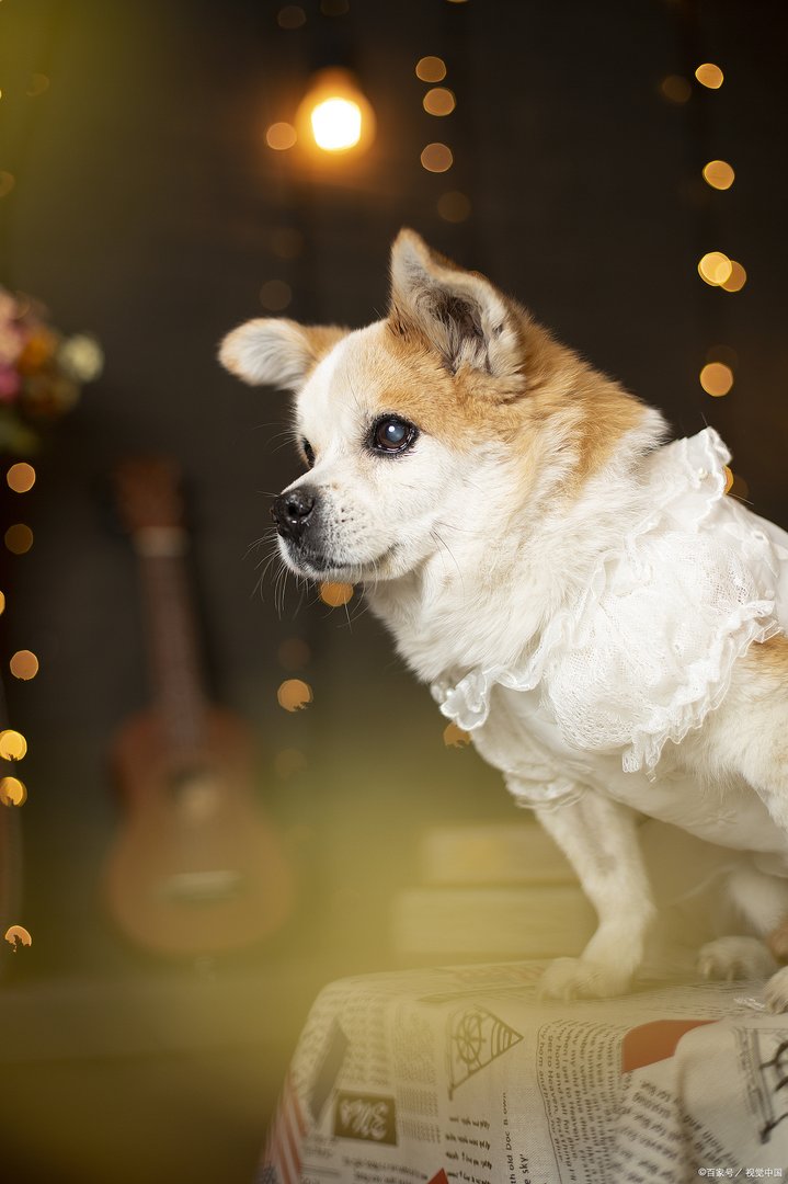 在外形上，卡南犬与中华田园犬相似，卡南犬值多少钱一只呢？