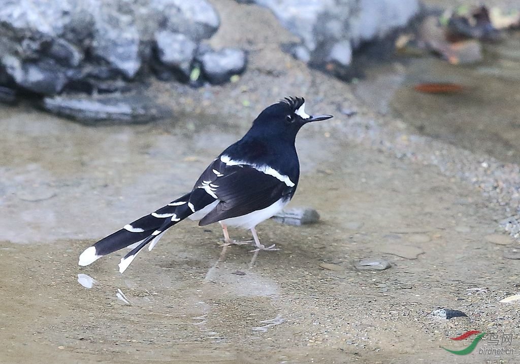 灰背燕尾的外形特征