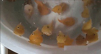 谁知道这是什么鱼