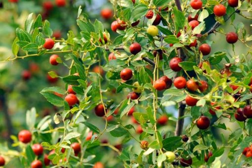 请问野山枣是不是就是野酸枣呢？