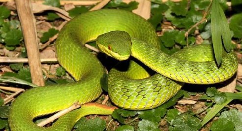 农村十大毒蛇排行榜