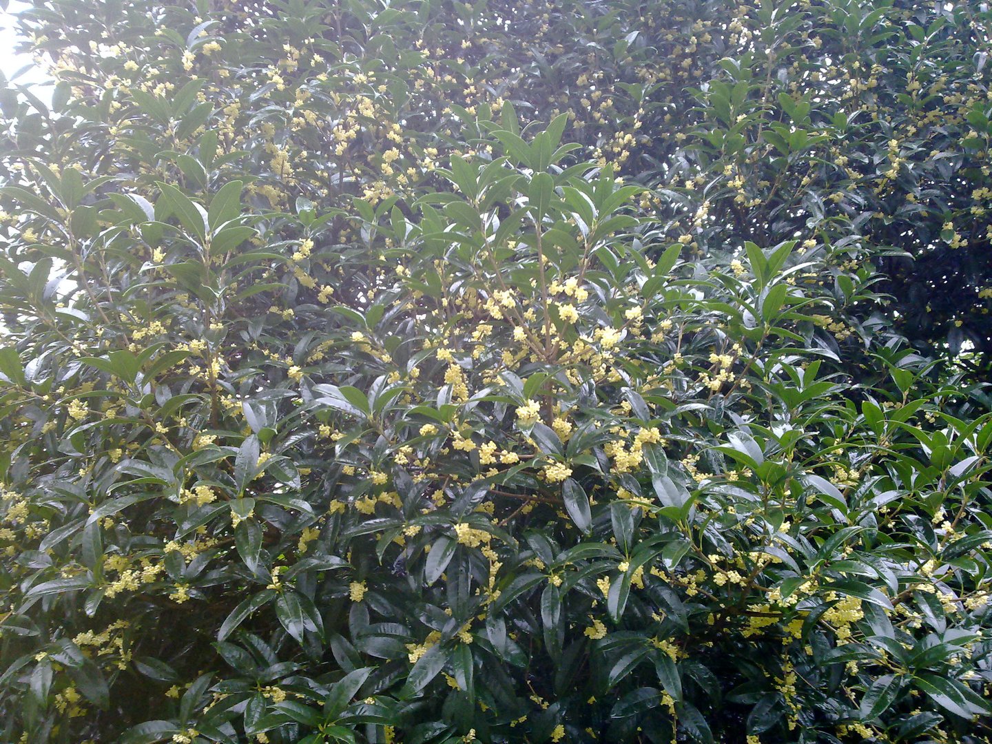 速生金桂的繁殖方式