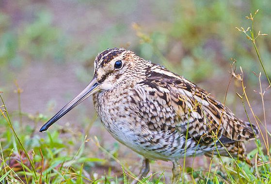 请问这是什么小鸟