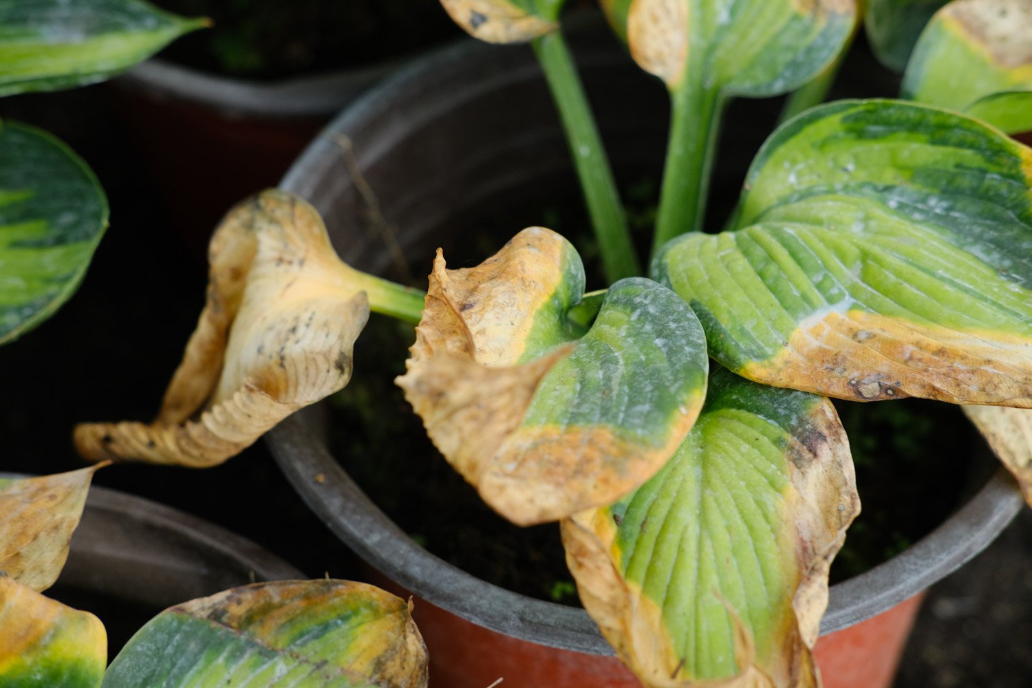 玉簪花花语是什么 玉簪花有什么象征意义