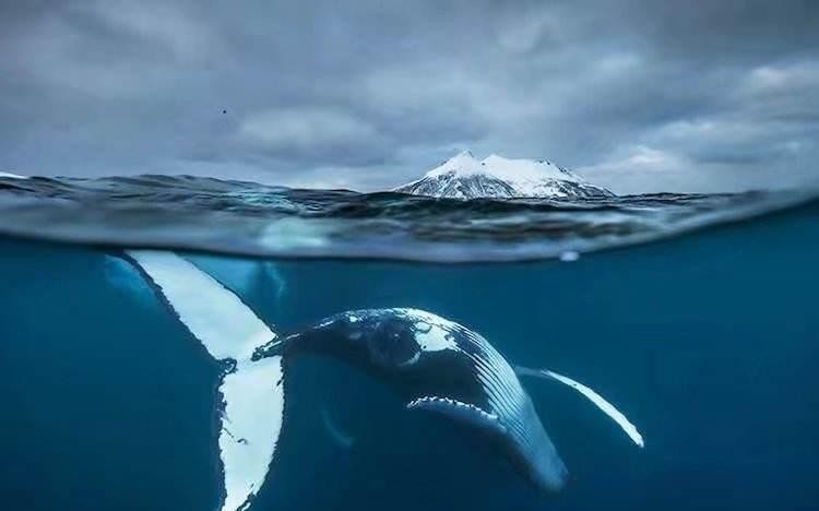 鲸落的隐性含义