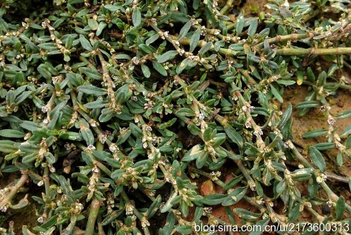 各位大神求问这是什么草