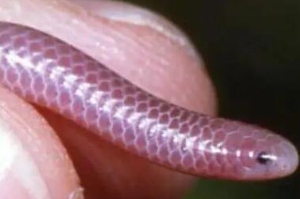 世界上最罕见的毒蛇