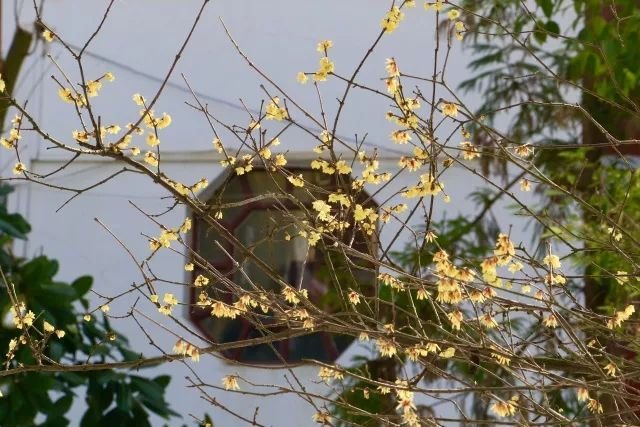 “梅花香自苦寒来”是什么意思？