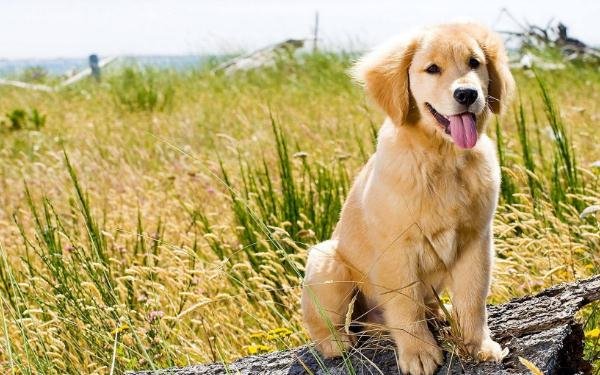 在外迷路了，如何让狗带自己回家呢？