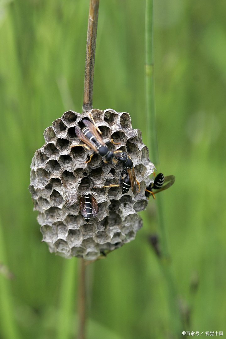 被马蜂蛰了，到底是用肥皂水还是用醋，怎么连大夫的说法都不一致。有明确知道的吗？