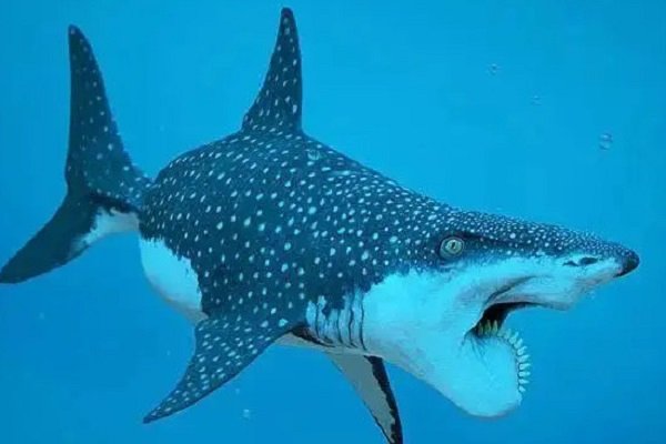 巨齿鲨的天敌都有谁?