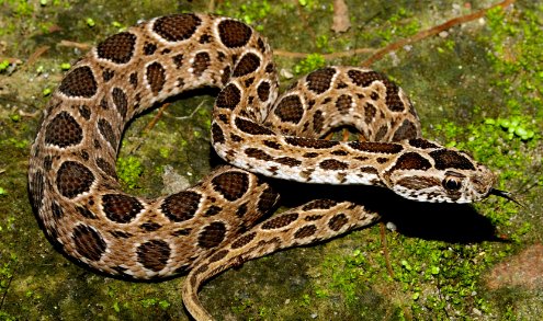 农村十大毒蛇排行榜