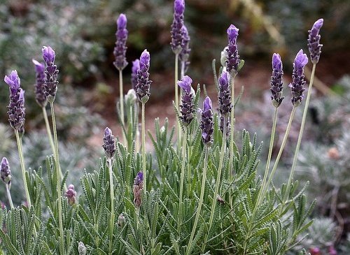 狭叶薰衣草