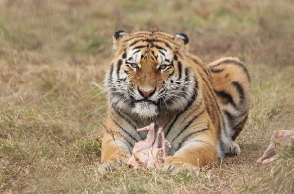 贼走关门指什么生肖