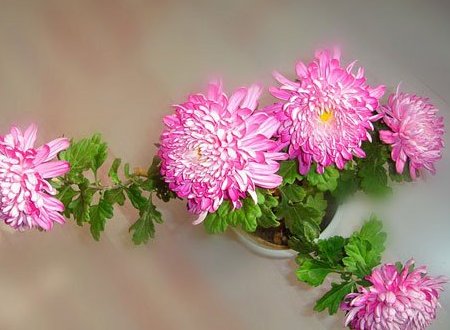 菊花开花的样子（未开时和开时）