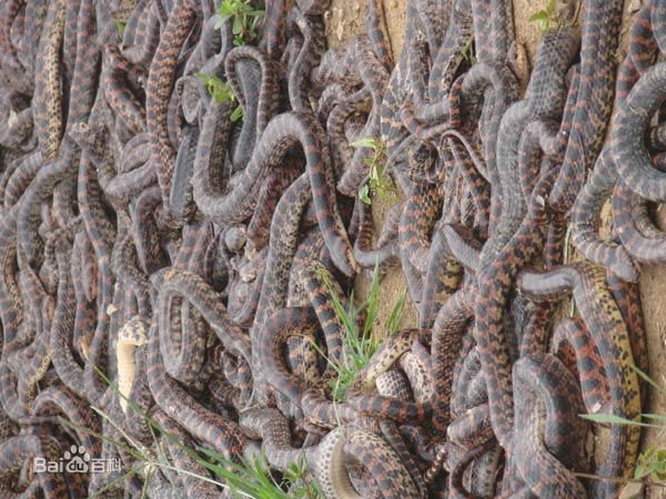 五节蛇的药用价值