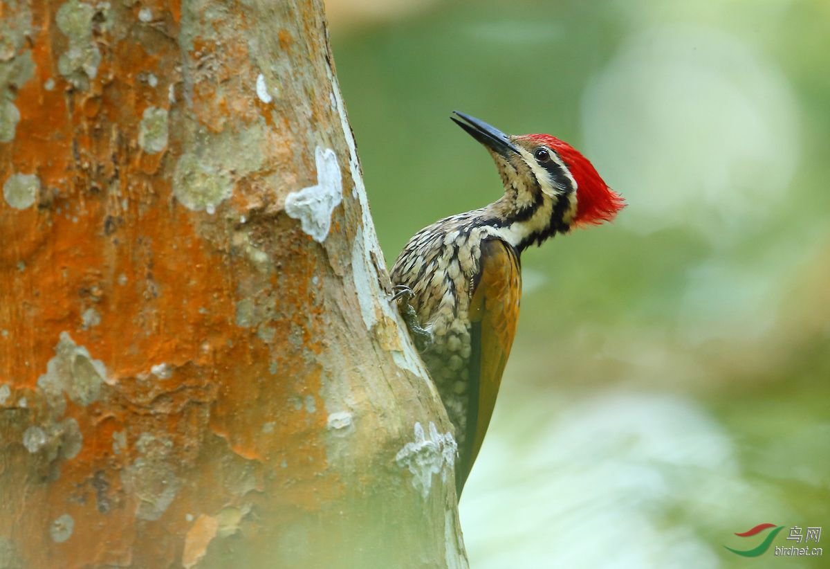 大金背啄木鸟的形态特征