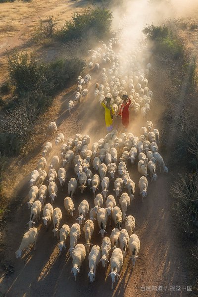 “尘埃”是什么意思？