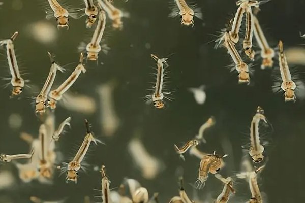 孑孓的读音和意思