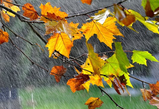 一边绿，一边红，绿的怕火，红的怕水。打一字.