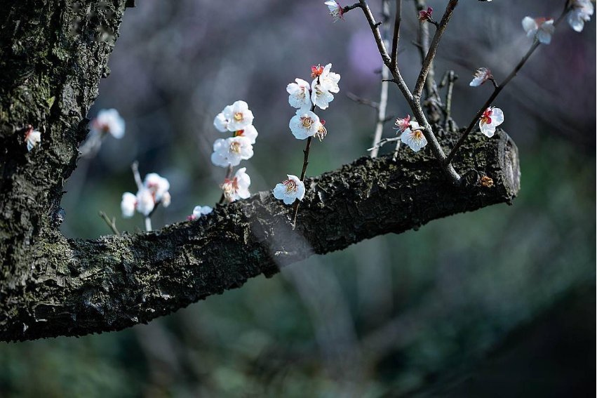 梅花开了像什么比喻句