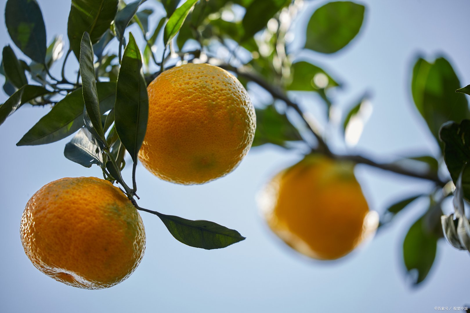 为什么橘子可以一年四季种植？那苹果可不可以一年四季种植？