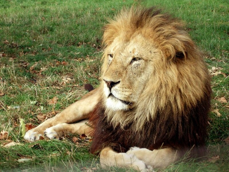 狗鳄的生活习惯