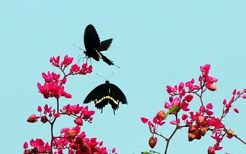 歌词是，怎么也飞不出花花的世界，原来我是一只酒醉的蝴蝶，求歌名