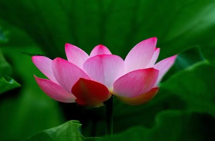 附庸风雅的造句