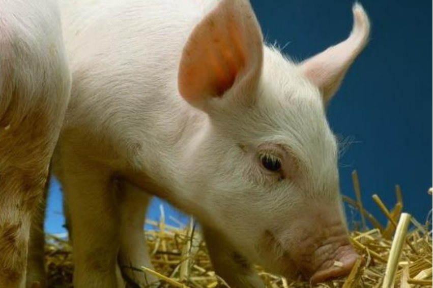 膀大腰圆形容什么生肖