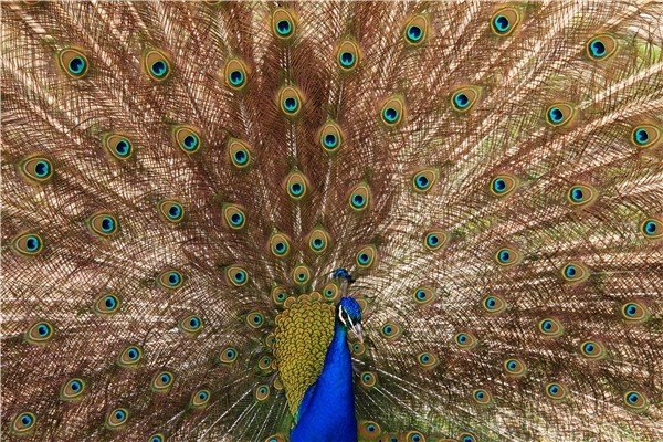 孔雀开屏代表什么意思