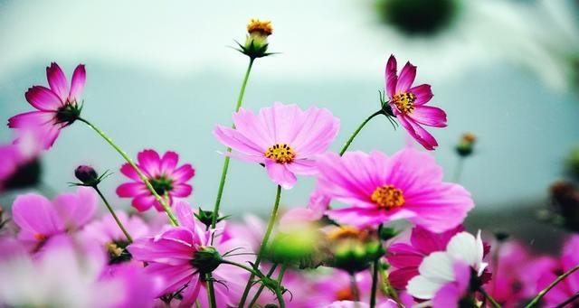 人见人爱花见花开下一句是什么