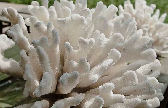 什么是白珊瑚？