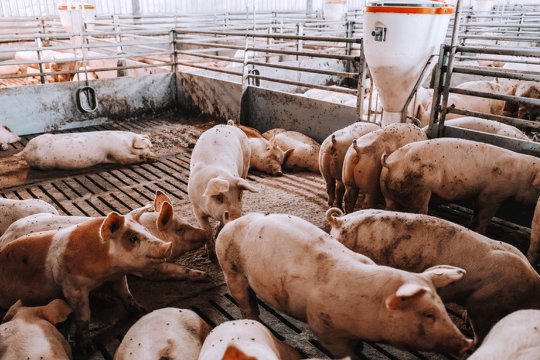 十二生肖排序年龄对照表