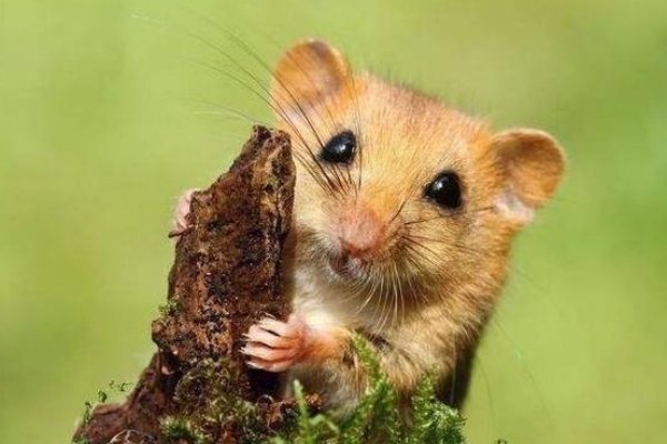 黑牛白角正确一生肖