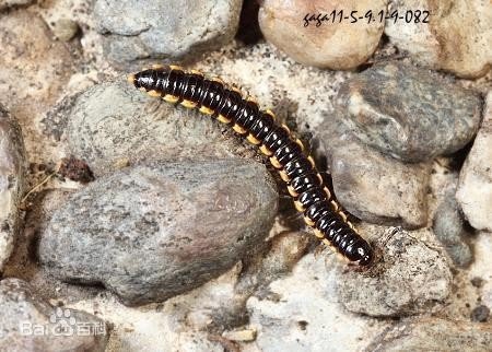 这个是什么虫，路边拍的，有没有毒？