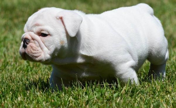 在外迷路了，如何让狗带自己回家呢？