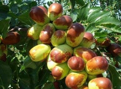 枣树的主要虫害有哪些？怎样防治？