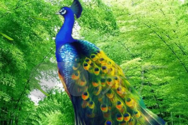 风华绝代打一个动物