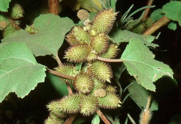 驱鼠的好方法有哪些？