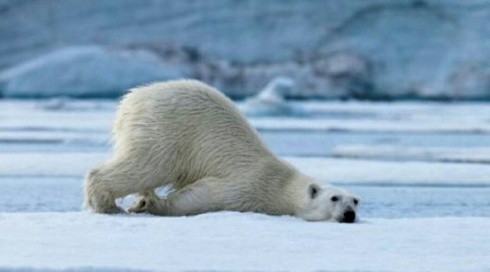 北极熊用英语怎么说？