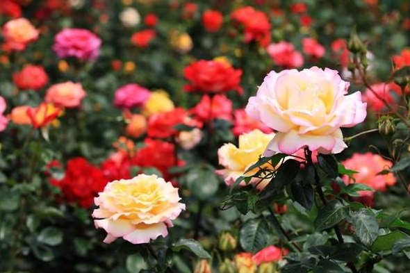 嫦娥下凡(打一花名)