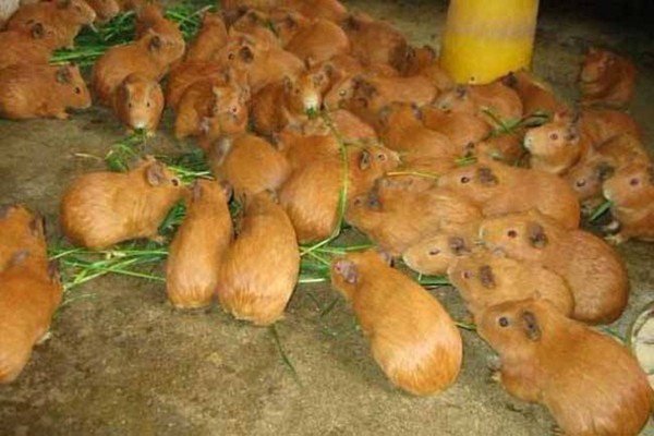 黄豚养殖，黄豚养殖技术视频，怎样养殖黄豚